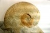 Fauriella boissieri - Berriasian - Gard - France