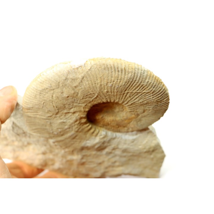 Fauriella boissieri - Berriasian - Gard - France