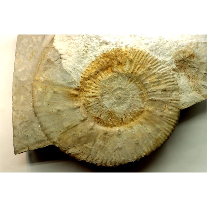 Malbosiceras paramimounum - Berriasien - Gard - France