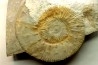 Malbosiceras paramimounum - Berriasien - Gard - France