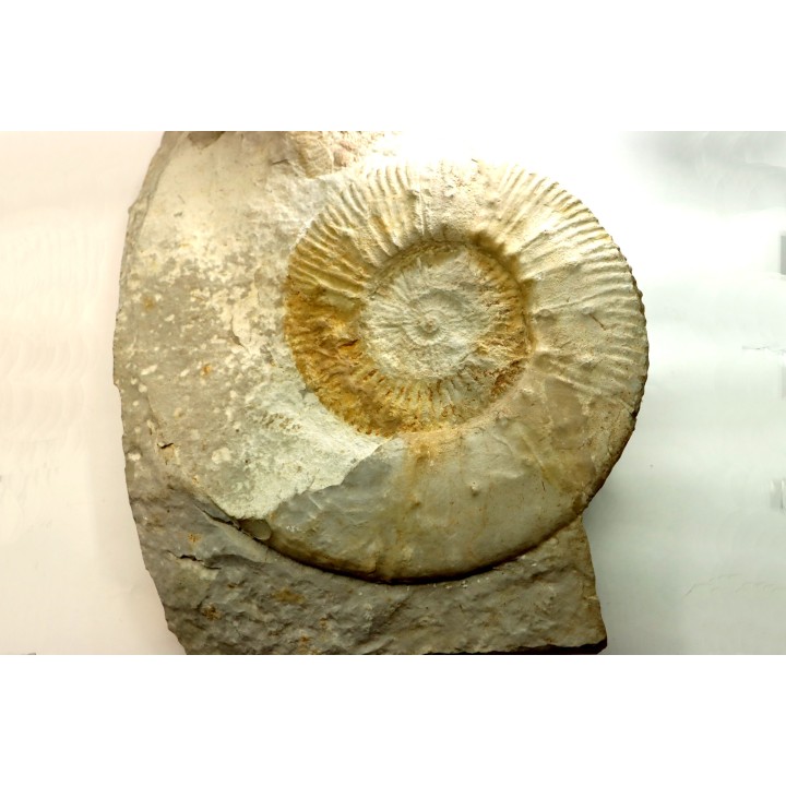 Malbosiceras paramimounum - Berriasien - Gard - France