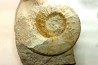 Malbosiceras paramimounum - Berriasien - Gard - France