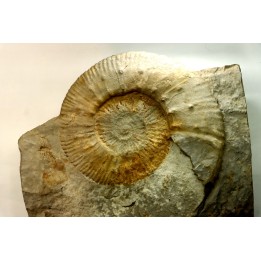 Malbosiceras paramimounum - Berriasian - Gard - France