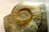 Malbosiceras paramimounum - Berriasian - Gard - France