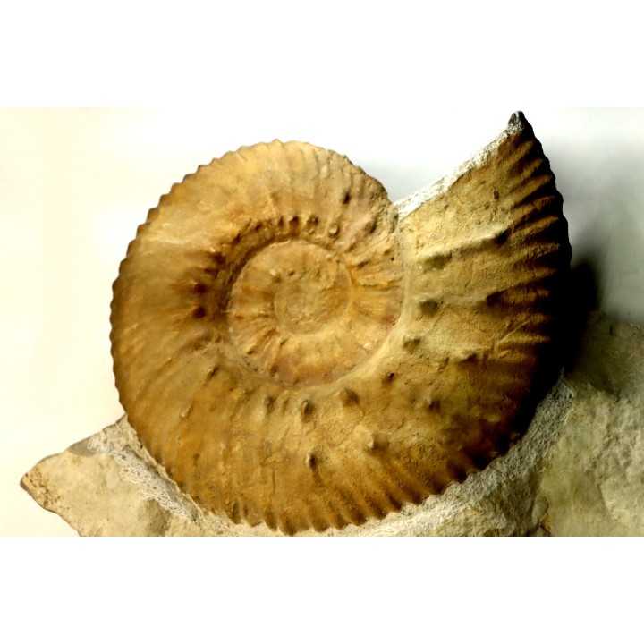 Mazenoticeras malbosiforme - Berriasian - Gard - France