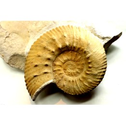 Mazenoticeras malbosiforme - Berriasien - Gard - France