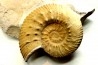 Mazenoticeras malbosiforme - Berriasien - Gard - France
