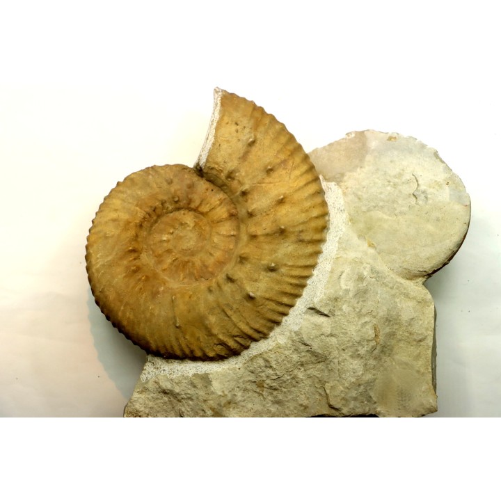 Mazenoticeras malbosiforme - Berriasian - Gard - France