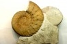 Mazenoticeras malbosiforme - Berriasian - Gard - France