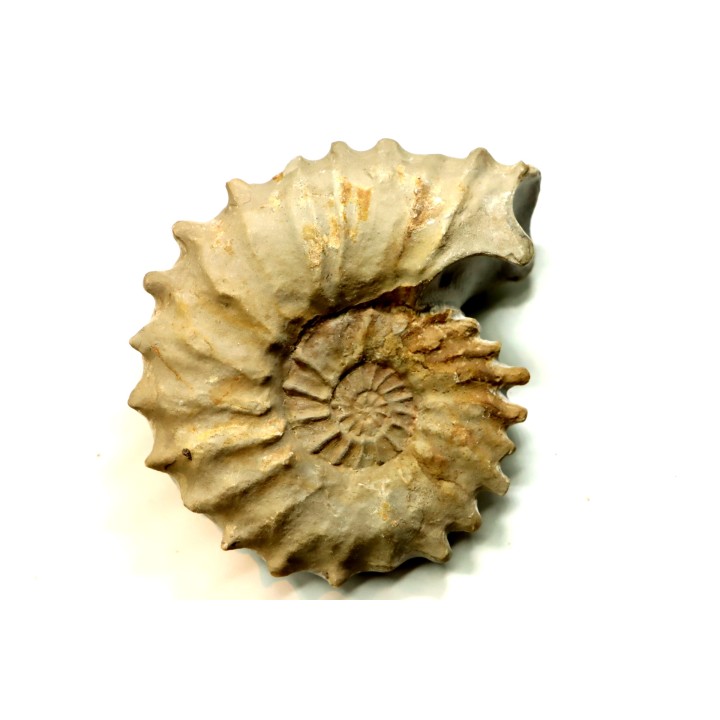 Neocosmoceras sayni - Berriasian - Gard - France