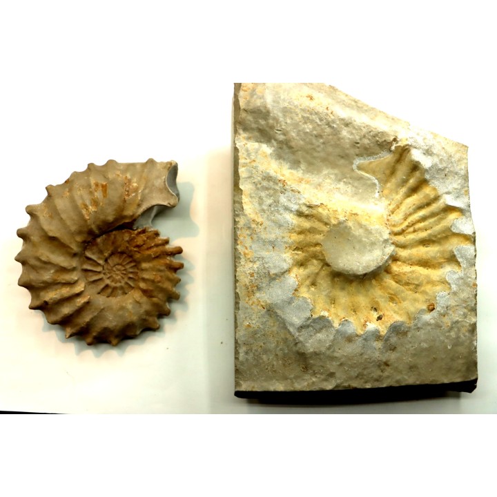 Neocosmoceras sayni - Berriasien - Gard - France