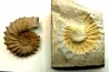 Neocosmoceras sayni - Berriasien - Gard - France