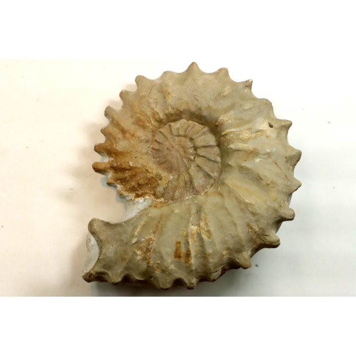 Neocosmoceras sayni - Berriasien - Gard - France