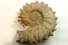Neocosmoceras sayni - Berriasien - Gard - France