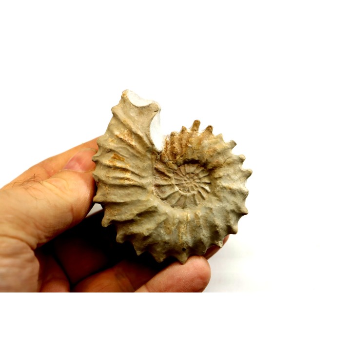 Neocosmoceras sayni - Berriasian - Gard - France
