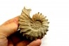Neocosmoceras sayni - Berriasien - Gard - France