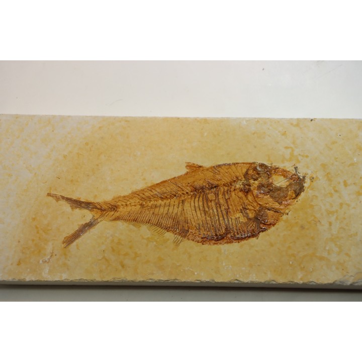 Diplomystus dentatus
