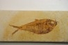 Diplomystus dentatus