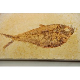 Diplomystus dentatus