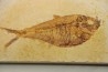 Diplomystus dentatus