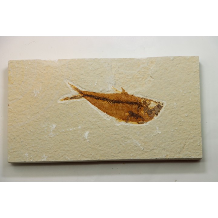 Diplomystus dentatus