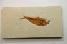 Diplomystus dentatus