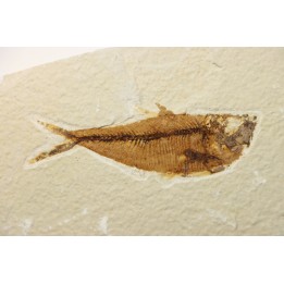 Diplomystus dentatus