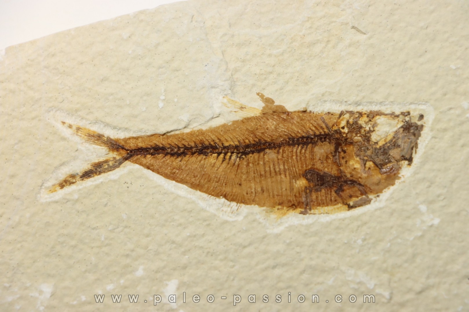 poisson fossile Diplomystus dentatus - USA