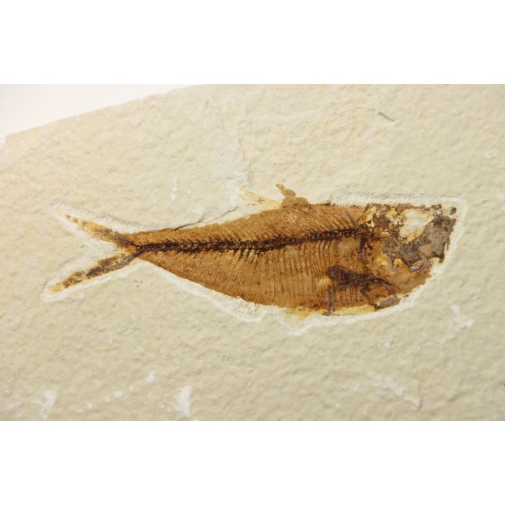 poisson fossile Diplomystus dentatus - USA