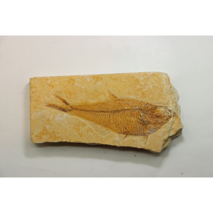 Diplomystus dentatus