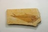 poisson fossile Diplomystus dentatus - USA