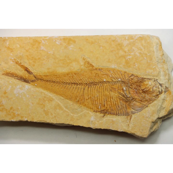 poisson fossile Diplomystus dentatus - USA