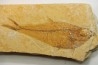 Diplomystus dentatus