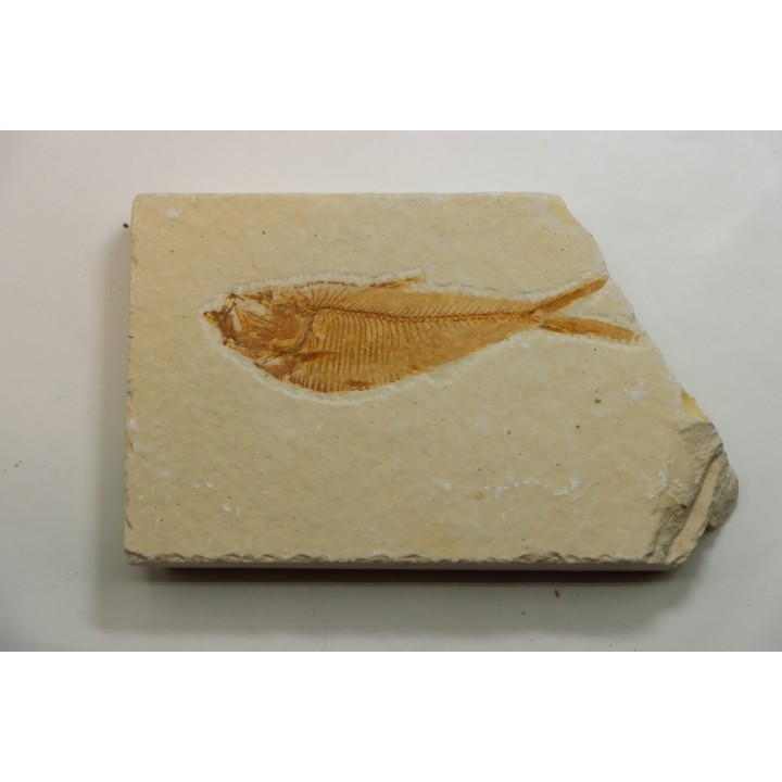 poisson fossile Diplomystus dentatus - USA