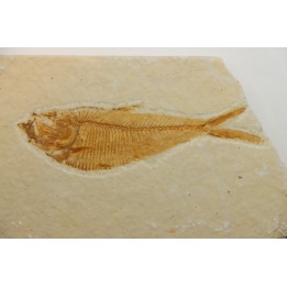 Diplomystus dentatus