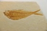 poisson fossile Diplomystus dentatus - USA