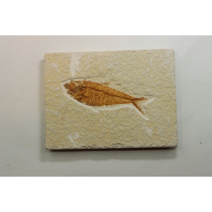 poisson fossile Diplomystus dentatus - USA