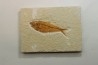Diplomystus dentatus