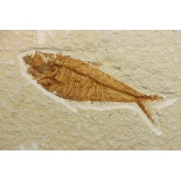 Diplomystus dentatus