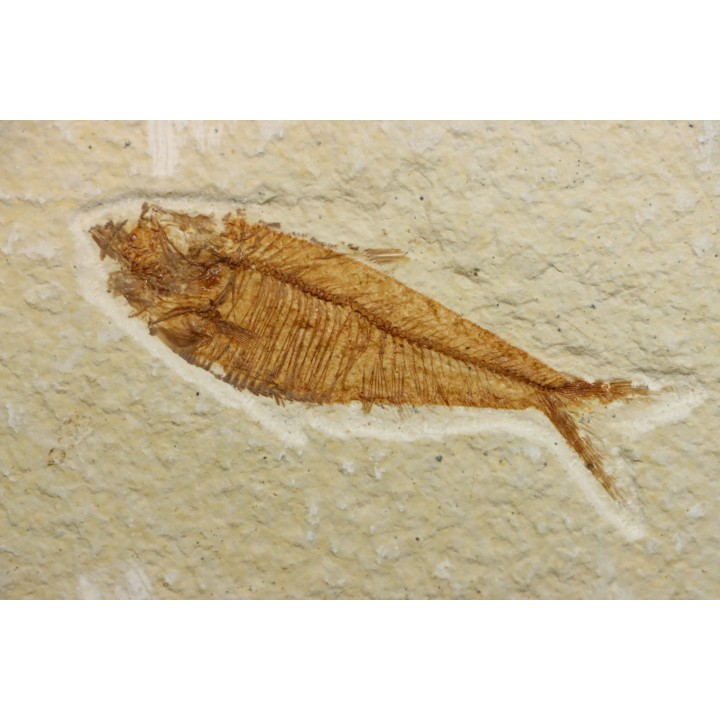 poisson fossile Diplomystus dentatus - USA