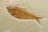 poisson fossile Diplomystus dentatus - USA