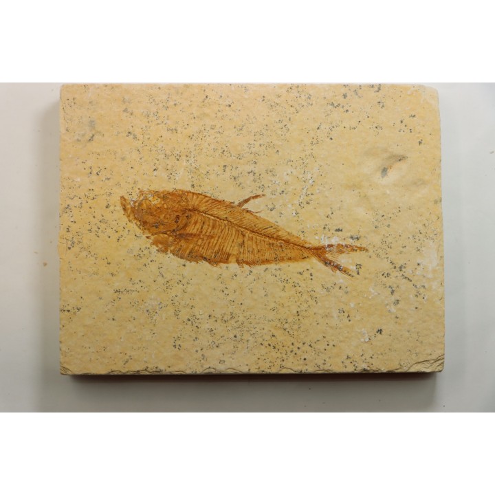 Diplomystus dentatus