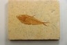 Diplomystus dentatus