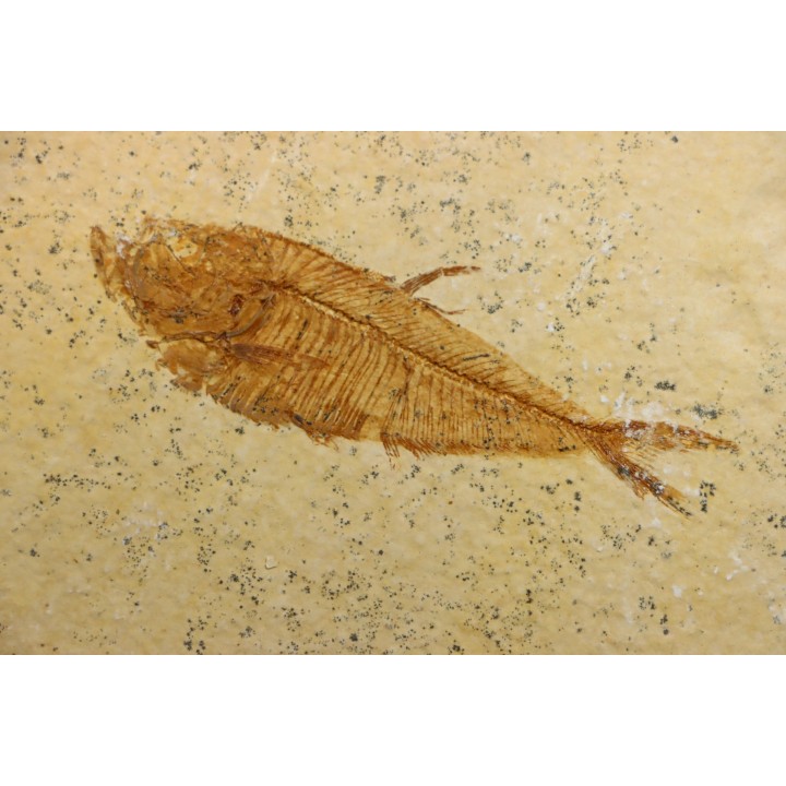 Diplomystus dentatus