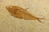 Diplomystus dentatus