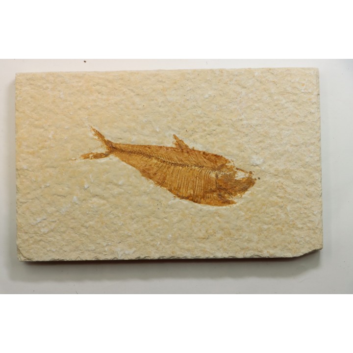 poisson fossile Diplomystus dentatus - USA