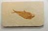 Diplomystus dentatus