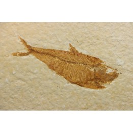 poisson fossile Diplomystus dentatus - USA