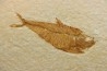 Diplomystus dentatus