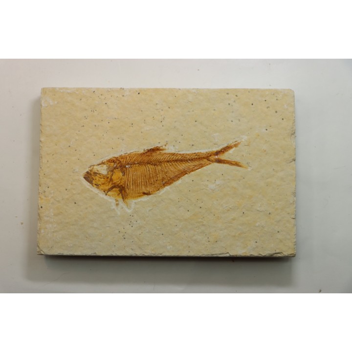 Diplomystus dentatus